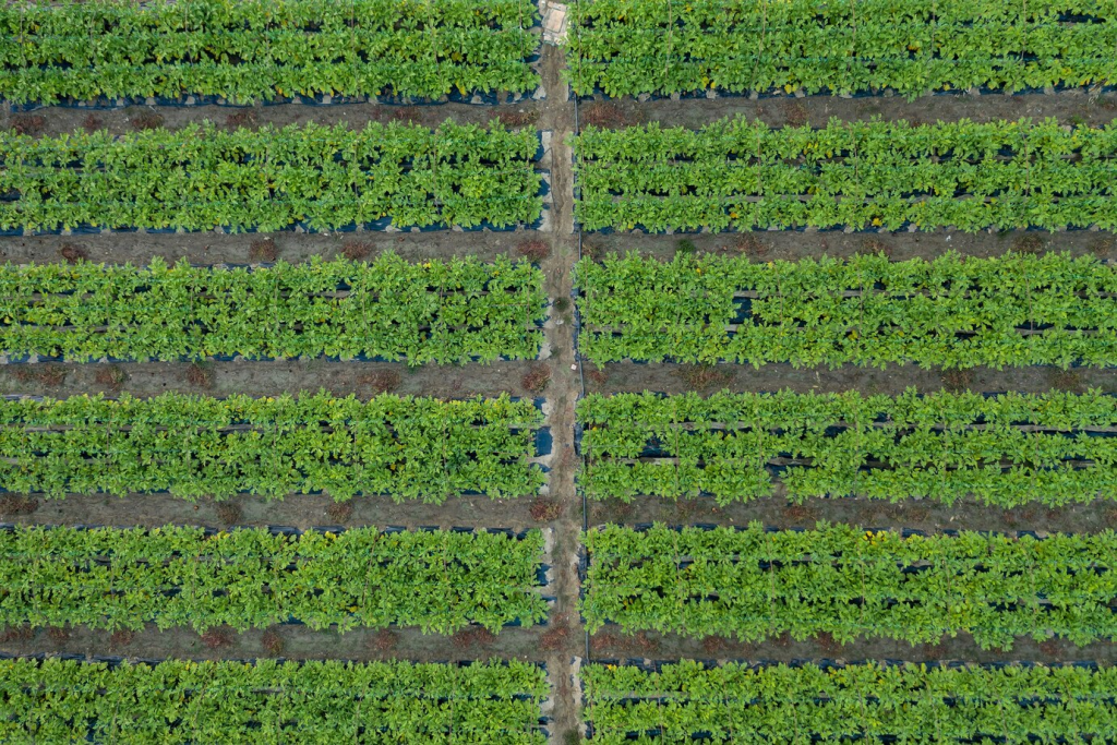 aerial imagery of crop field 